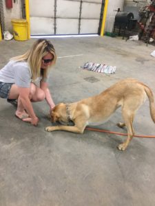 Wilos Wish Dog Training|Lansing Michigan |Dog Training Class