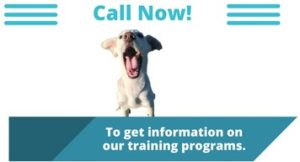 Once killer labradore now fantastic family compation- lab-Fowler, Michigan - Dog Training Michigan: Wilos Wish Dog Training